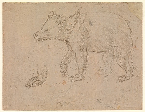 Leonardo da Vinci:A Bear Walking c1482–85-16x12"(A3) Poster