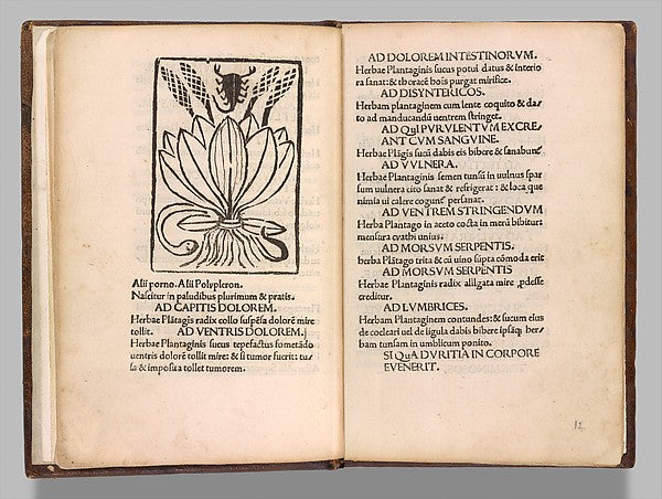 Herbarium 1483–84-, Poster Print Wall Art