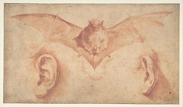 Studies of Two Ears and of a Bat. Below the motto - FULGET SEM, Poster Print Wall Art