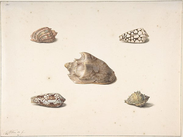 Five Shells n.d.-George Jacobus Johannes van Os,16x12"(A3)Poster