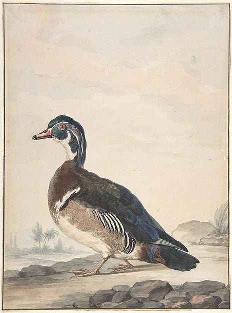 A Duck 1725–92-Aert Schouman,16x12"(A3)Poster