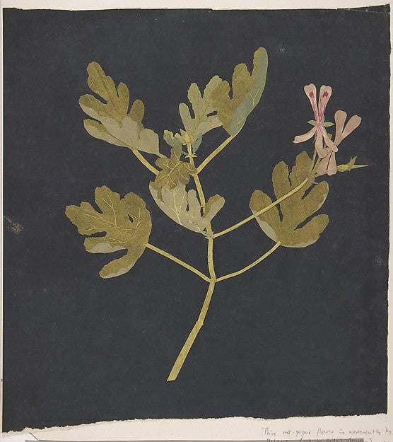 Botanical Study c1772–82-Attributed to Mary Delany, Poster Print Wall Art