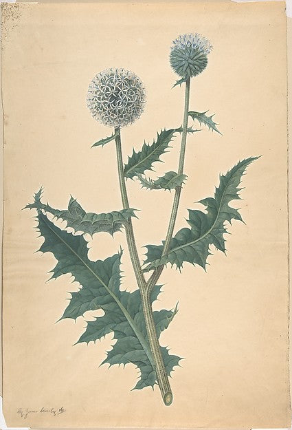 Study of a Thistle before 1822-James Sowerby, Poster Print