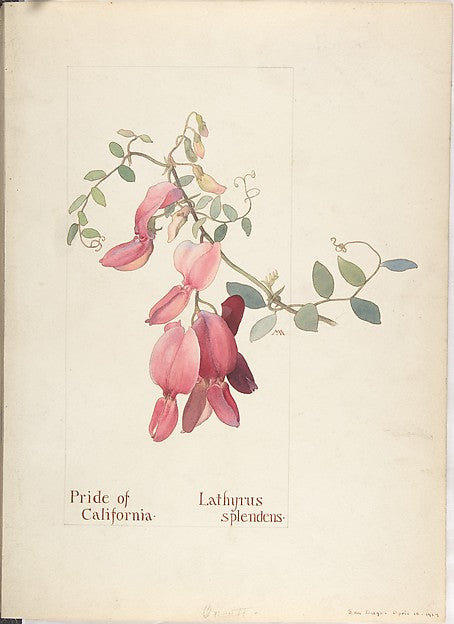 Pride of California Lathyrus Splendens April 10, 1914-Margare,16x12"(A3)Poster