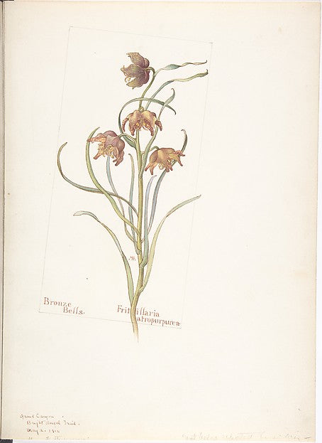 Bronze Bells Fritillaria atropurpurea May 2, 1912-Margaret Ne, Poster Print