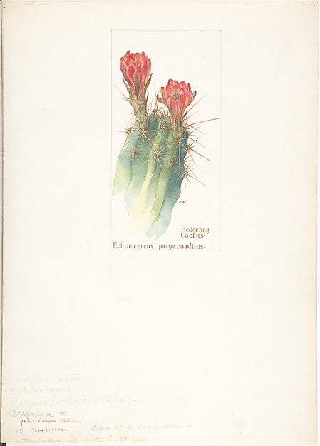 Hedgehog Cactus Echinocereus polyacanthus May 9, 1912-Margare, Poster Print