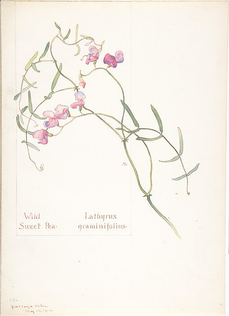 Wild Sweet Pea Lathyrus graminifolius May 12, 1912-Margaret N,16x12"(A3)Poster