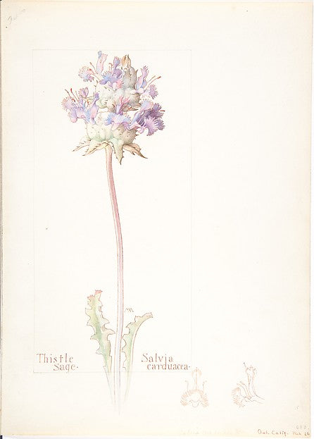 Thistle Sage Salvia carduacea 1909–14-Margaret Neilson Armstr,16x12"(A3)Poster