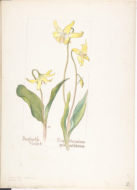 Dogtooth Violet Erythromium grandiflorum July 14, 1909-Margar, Poster Print