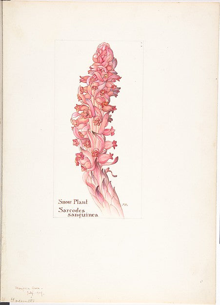 Snow Plant Sarcodes sanguinea July 1909-Margaret Neilson Arms,16x12"(A3)Poster