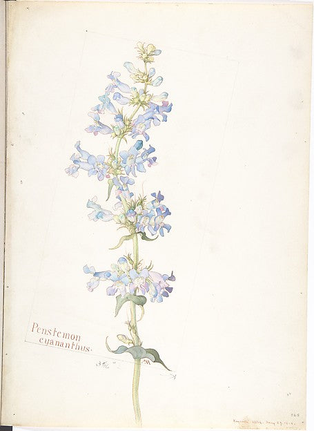Penstemon cyananthus May 29, 1913-Margaret Neilson Armstrong , Poster Print
