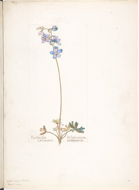 Foothills Larkspur Delphinium scaposum May 13, 1912-Margaret , Poster Print