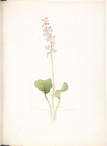 Pink Pyrola June 30, 1912-Margaret Neilson Armstrong , Poster Print