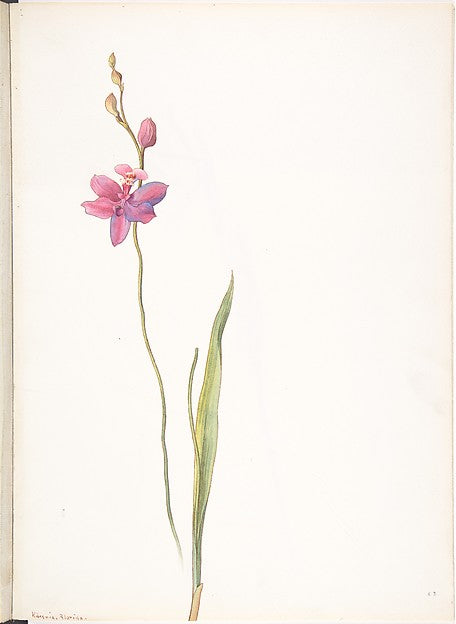 Pink-purple Orchid c1911-Margaret Neilson Armstrong , Poster Print