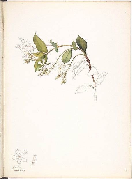 White Jasmine March 9, 1911-Margaret Neilson Armstrong , Poster Print