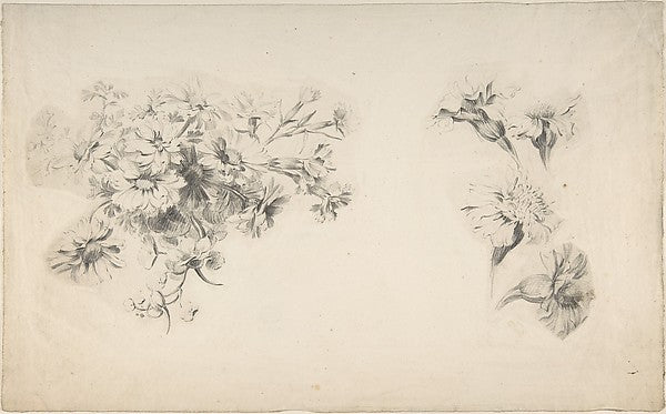 Studies of Flowers 18th cent-Anonymous,French,18th cent,16x12"(A3)Poster