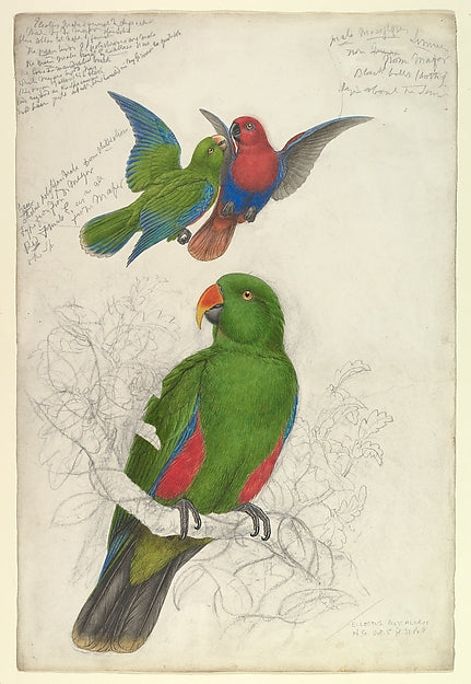 Eclectus Roratus Polychloros c1830–32-Edward Lear, Poster Print Wall Art