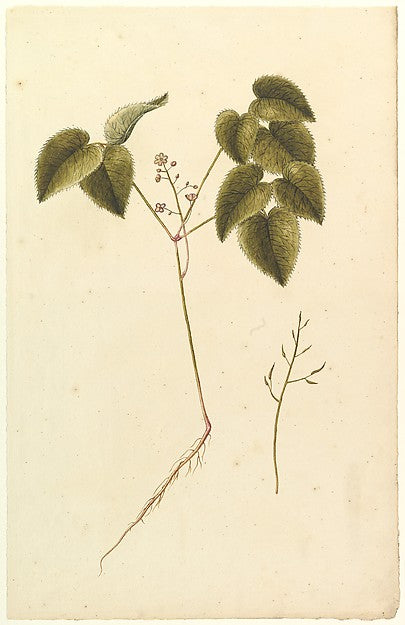 Flower Study c1820-Anonymous,French,19th cent, Poster Print