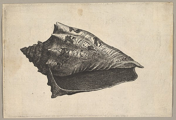 Shell - Hebrew Volute c1646-Wenceslaus Hollar, Poster Print Wall Art