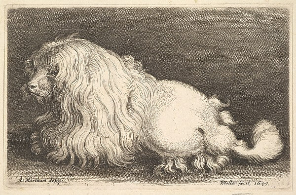 White dog 1649-after Adriaen Matham, Poster Print Wall Art