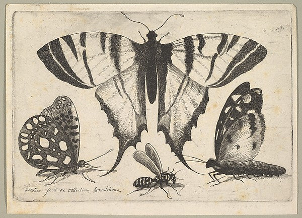 Three Butterflies and a Wasp 1646-Wenceslaus Hollar, Poster Print Wall Art