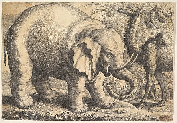 Elephant and Camel 17th cent-After Francis Barlow, Poster Print Wall Art