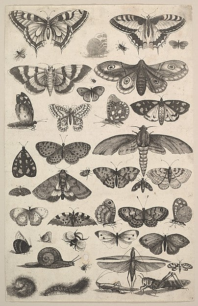 Forty-one Insects including moths and butterflies 1625–77-Wen, Poster Print Wall Art