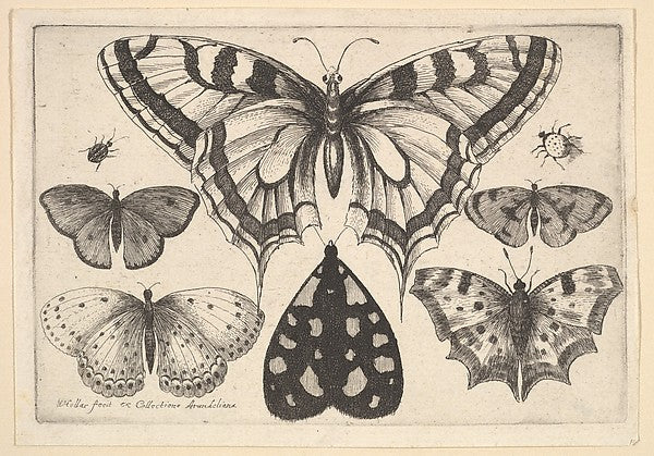 Five Butterflies a Moth and Two Beetles 1646-Wenceslaus Holla, Poster Print Wall Art