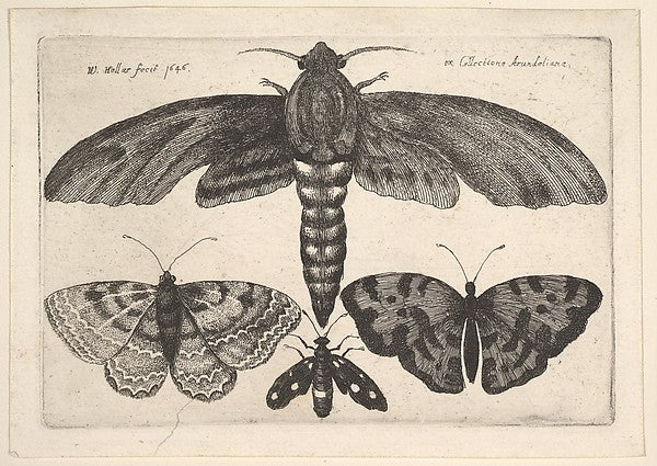 Moth andt three butterflies 1646-Wenceslaus Hollar, Poster Print Wall Art