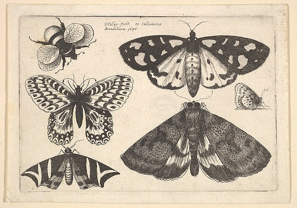 Three moths two butterflies and a bumble bee 1646-Wenceslaus, Poster Print Wall Art