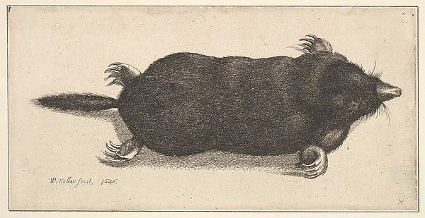 Dead Mole 1646-Wenceslaus Hollar, Poster Print Wall Art