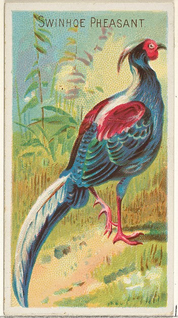 :Swinhoe Pheasant from the Birds of the Tropics series for A-16x12"(A3) Poster