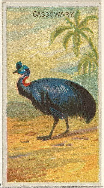 :Cassowary from the Birds of the Tropics series for Allen &-16x12"(A3) Poster