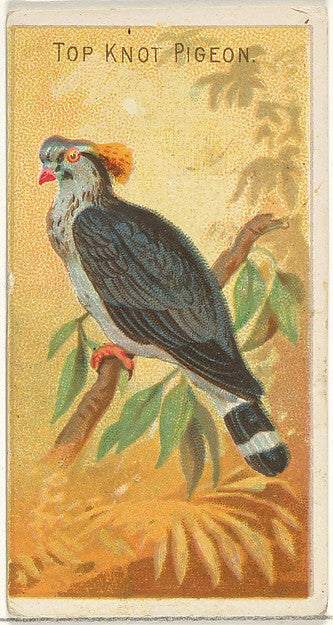 :Top Knot Pigeon from the Birds of the Tropics series for Al-16x12"(A3) Poster