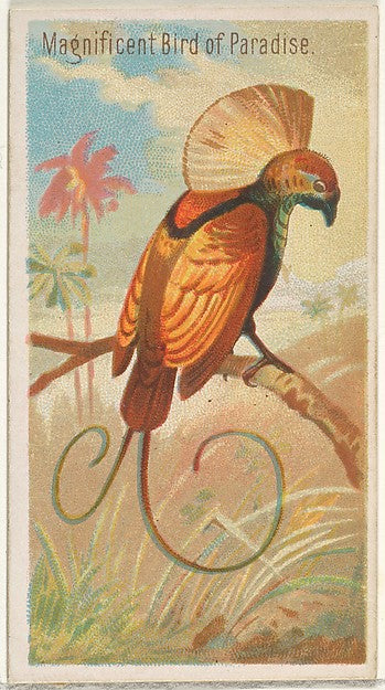 :Magnificent Bird of Paradise from the Birds of the Tropics-16x12"(A3) Poster