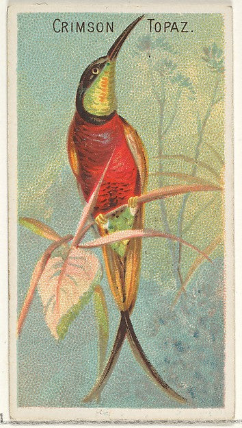 :Crimson Topaz from the Birds of the Tropics series for Alle-16x12"(A3) Poster