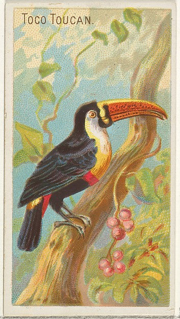 :Toco Toucan from the Birds of the Tropics series for Allen-16x12"(A3) Poster