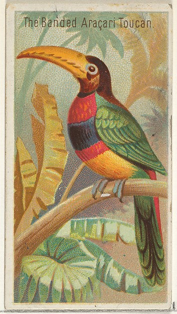 :The Banded Aracari Toucan from the Birds of the Tropics ser-16x12"(A3) Poster