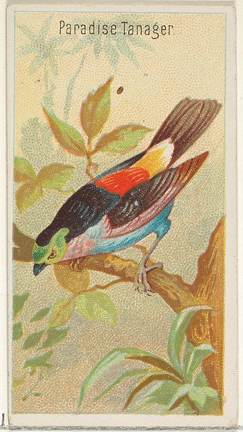 :Paradise Tanager from the Birds of the Tropics series for A-16x12"(A3) Poster