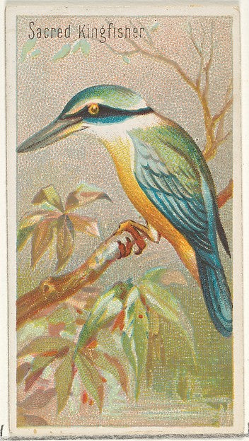 :Sacred Kingfisher from the Birds of the Tropics series for-16x12"(A3) Poster