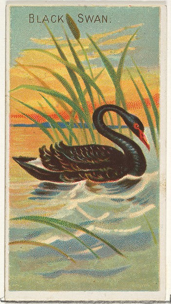 :Black Swan from the Birds of the Tropics series for Allen &-16x12"(A3) Poster