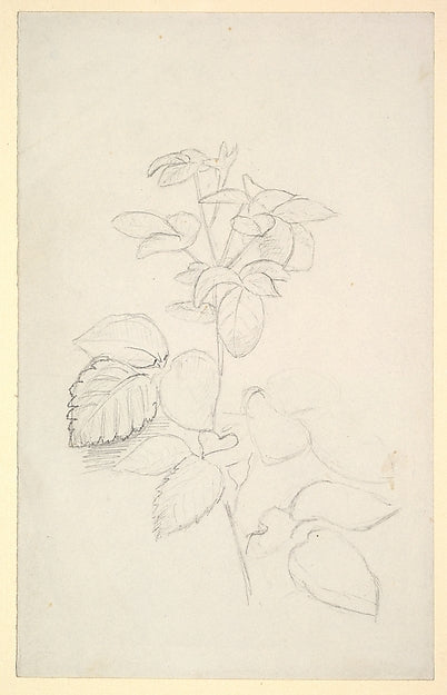 George Richmond:Study of a Plant 1840–80-16x12"(A3) Poster