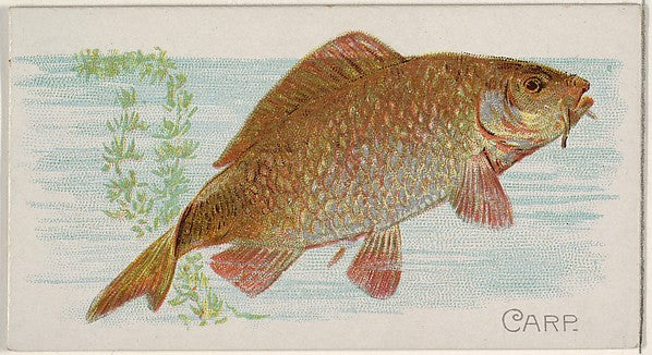 :Carp from the Fish from American Waters series for Allen &-16x12"(A3) Poster
