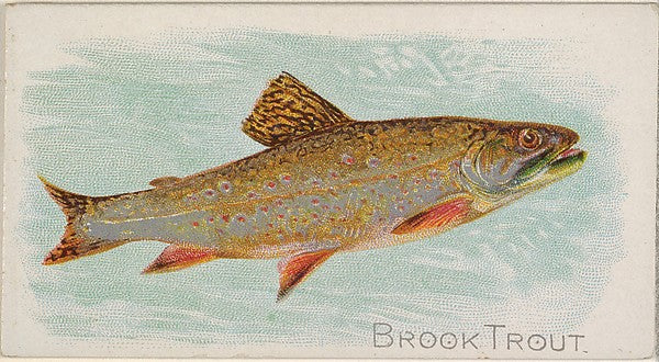 :Brook Trout from the Fish from American Waters series for A-16x12"(A3) Poster