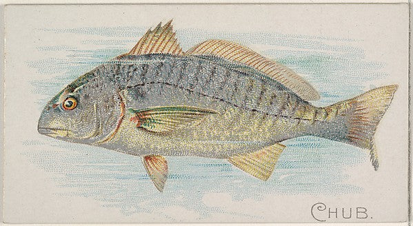 :Chub from the Fish from American Waters series for Allen &-16x12"(A3) Poster