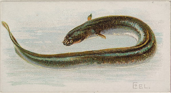 :Eel from the Fish from American Waters series for Allen & G-16x12"(A3) Poster