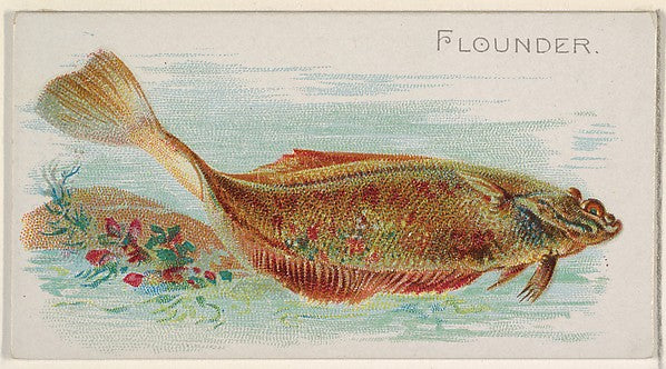 :Flounder from the Fish from American Waters series for Alle-16x12"(A3) Poster