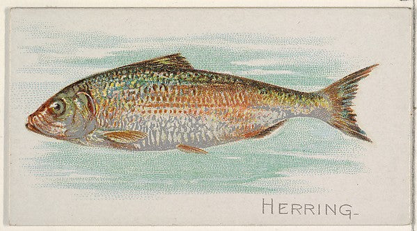 :Herring from the Fish from American Waters series for Allen-16x12"(A3) Poster