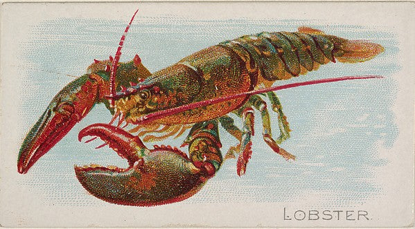 :Lobster from the Fish from American Waters series for Allen-16x12"(A3) Poster