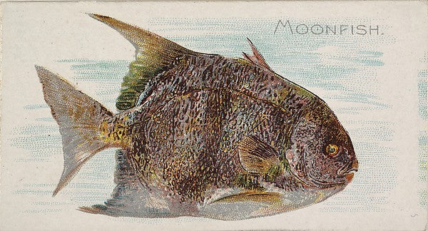 :Moonfish from the Fish from American Waters series for Alle-16x12"(A3) Poster